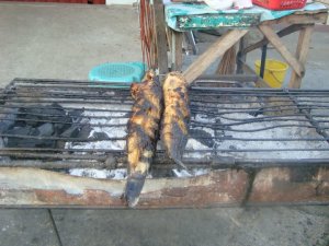 248033_214536925233923_1691248_n